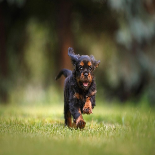 https://FoxyEaglePetCenter.com